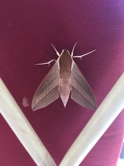 Theretra alecto