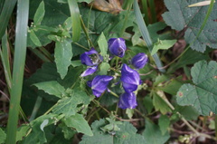 Aconitum kusnezoffii