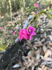 Boronia serrulata