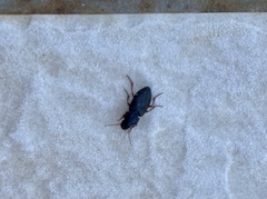 Harpalus rufipes