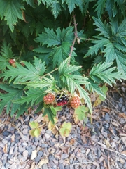 Rubus laciniatus