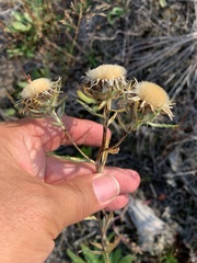 Carlina biebersteinii