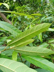 Ficus aurata