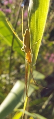 Tetragnatha