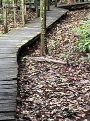 Varanus salvator macromaculatus