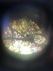 Callithrix jacchus × penicillata