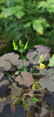Oxalis stricta rufa