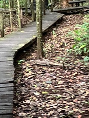 Varanus salvator macromaculatus