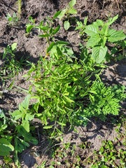 Solanum lycopersicum