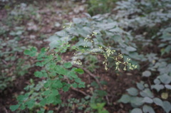 Thalictrum baicalense