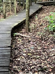 Varanus salvator macromaculatus