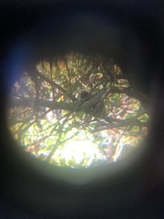 Callithrix jacchus × penicillata