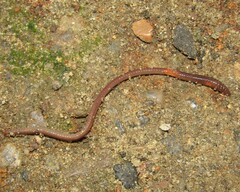 Lumbricus rubellus