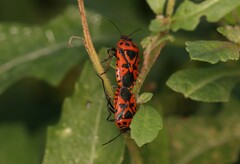 Eurydema ventralis