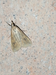 Udea ferrugalis