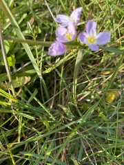 Cardamine polemonioides