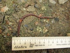 Lumbricus rubellus