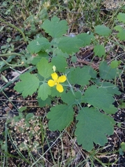 Chelidonium majus
