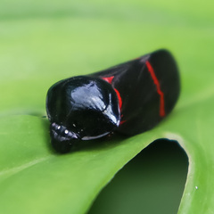 Cosmoscarta egens