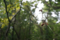 Trichonephila clavata