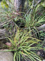 Cyperus planifolius