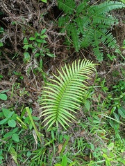 Blechnum orientale