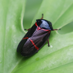 Cosmoscarta egens