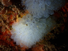Clavelina moluccensis