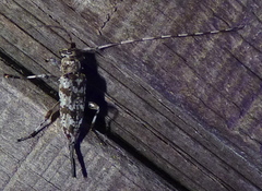 Acanthocinus obsoletus