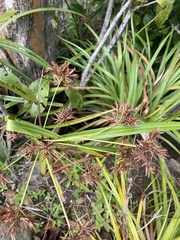 Cyperus planifolius