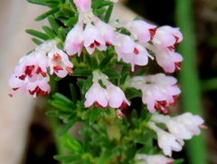 Erica paniculata
