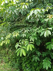 Alstonia scholaris