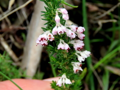 Erica paniculata