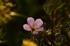 Geranium pratense