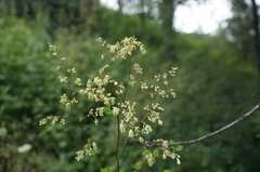 Thalictrum baicalense