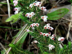 Erica paniculata