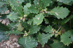 Quercus mongolica