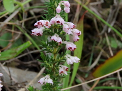 Erica paniculata