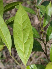 Cryptocarya triplinervis