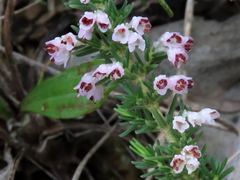 Erica paniculata