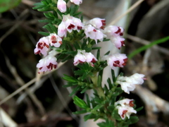 Erica paniculata