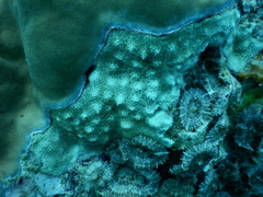 Bryozoa