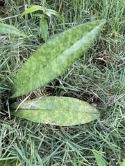 Sansevieria liberica