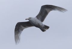 Larus hyperboreus