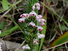 Erica paniculata