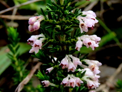 Erica paniculata