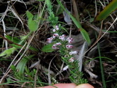 Erica paniculata