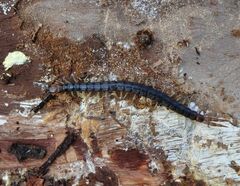 Cormocephalus