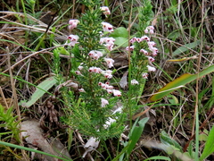 Erica paniculata