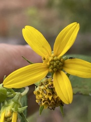 Helianthus microcephalus